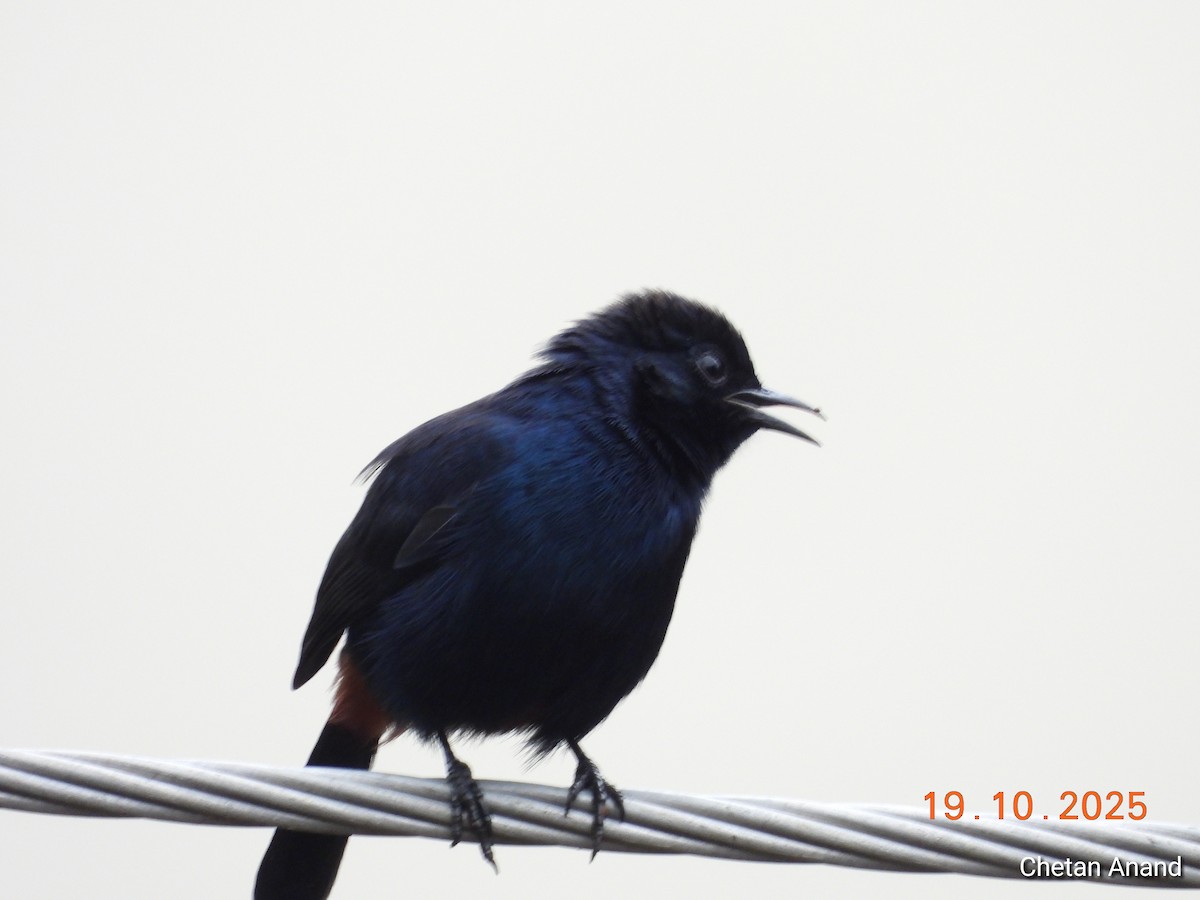 Indian Robin - Chetan Anand