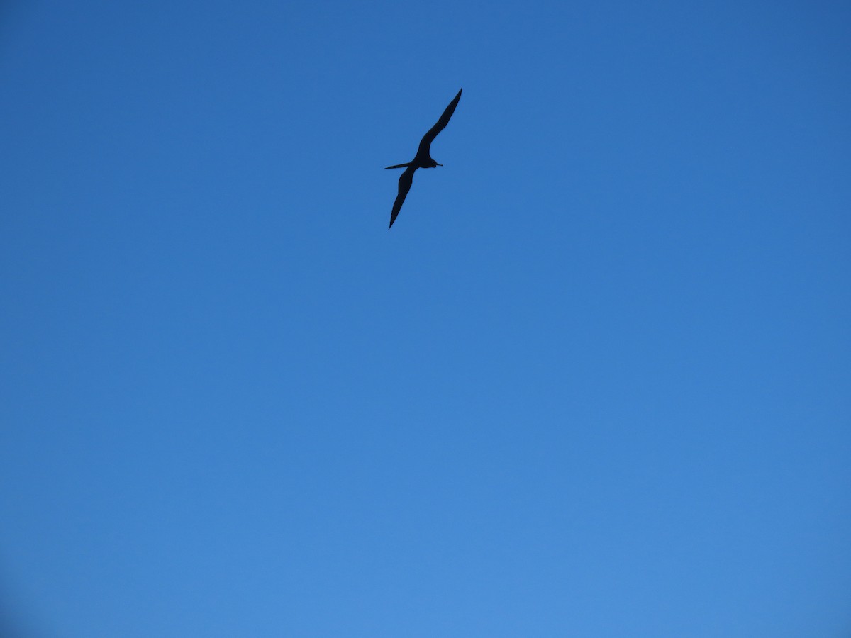 Magnificent Frigatebird - ML643979460