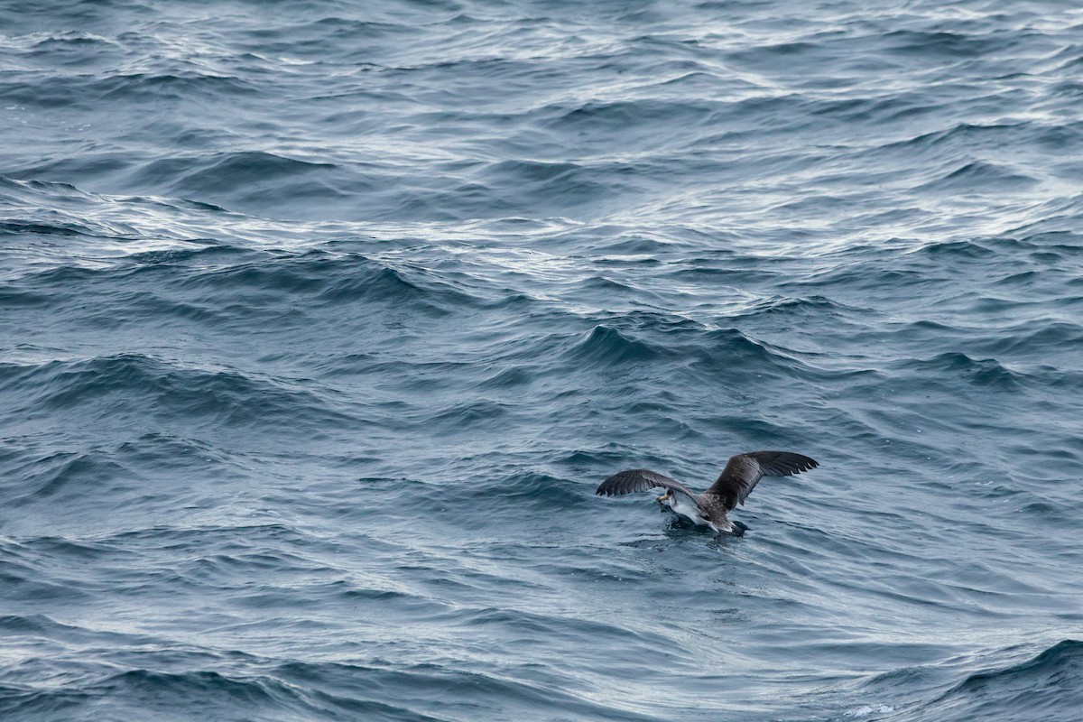 Cory's Shearwater - ML643979462