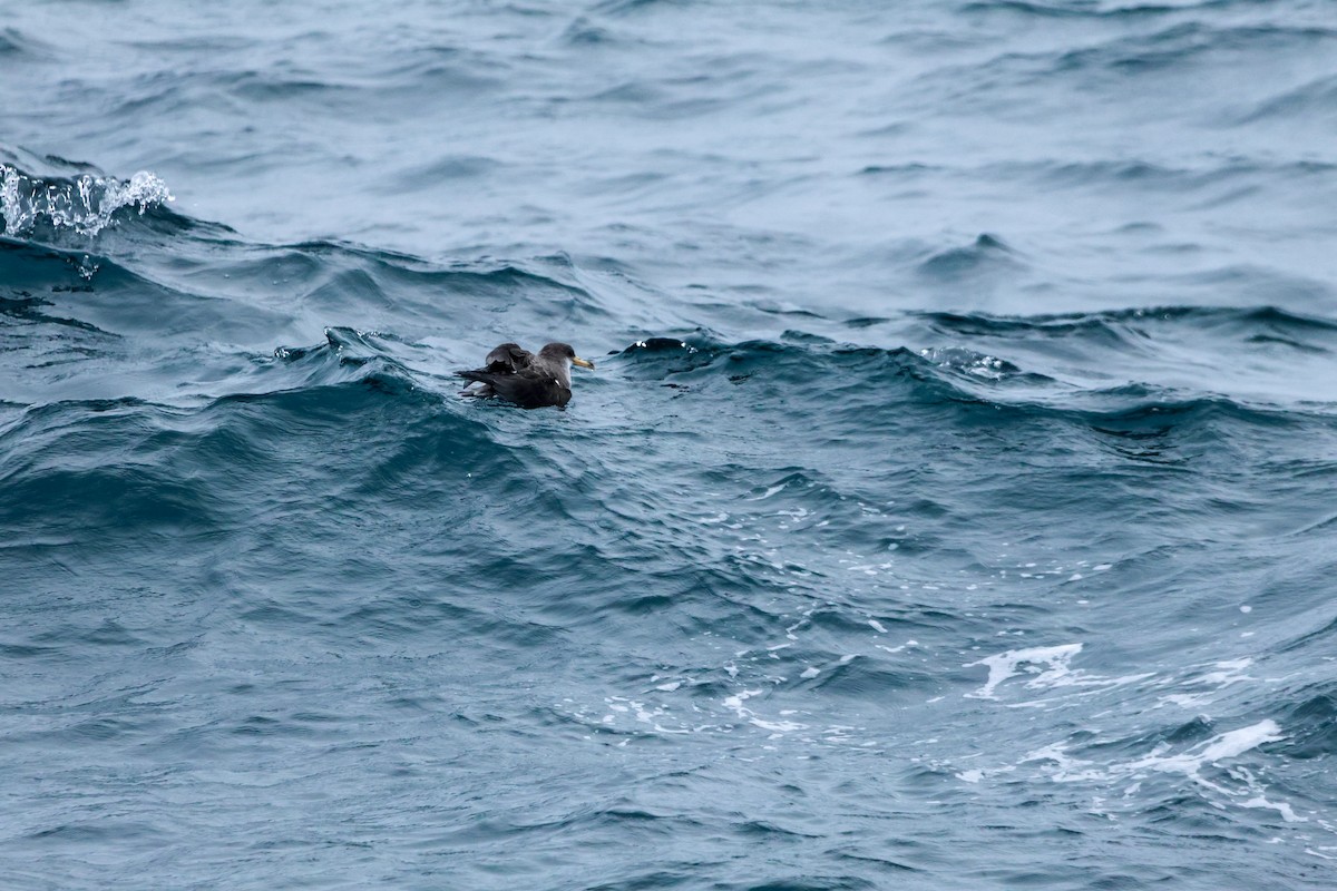 Cory's Shearwater - ML643979463