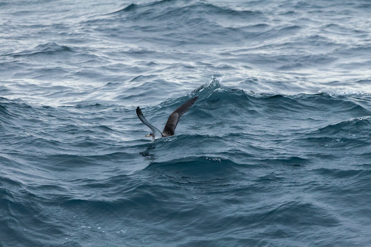 Cory's Shearwater - ML643979464