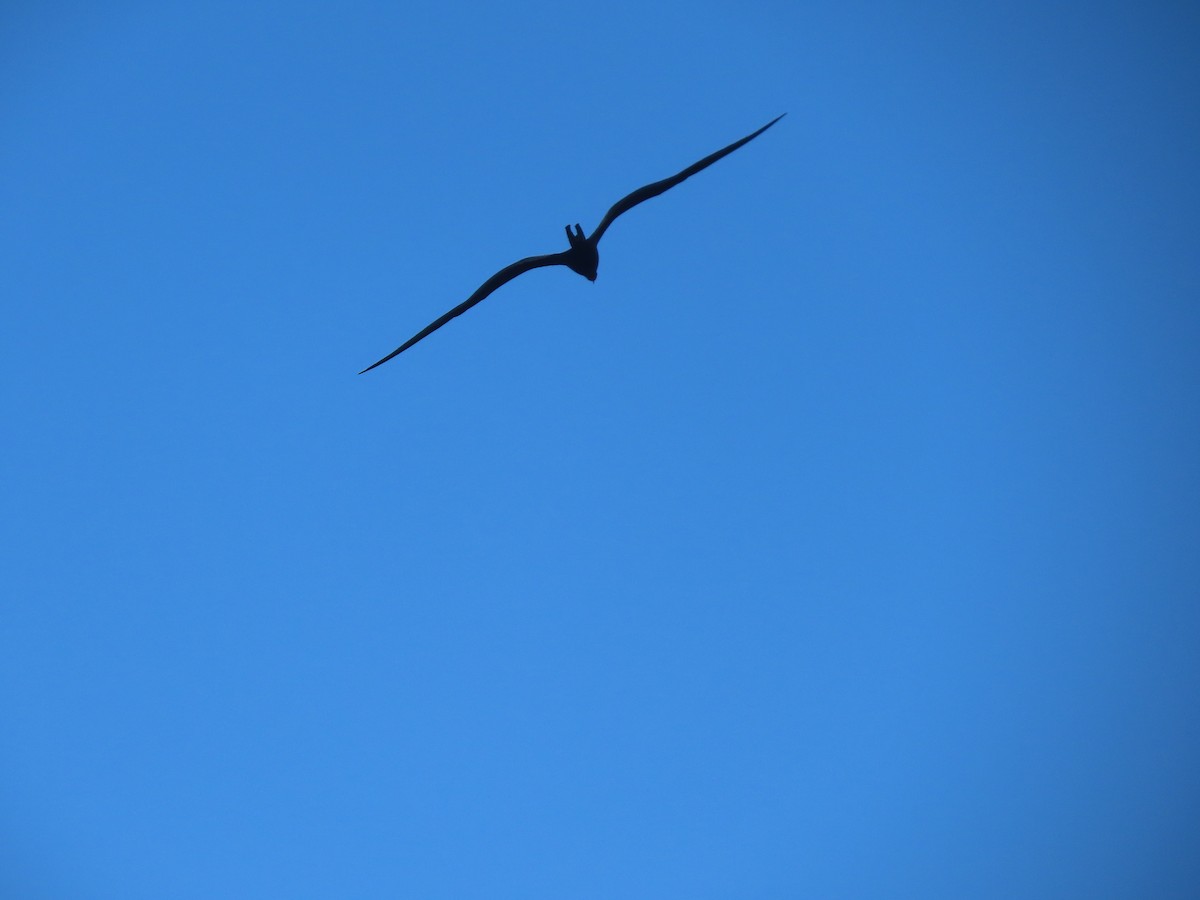 Magnificent Frigatebird - ML643979479