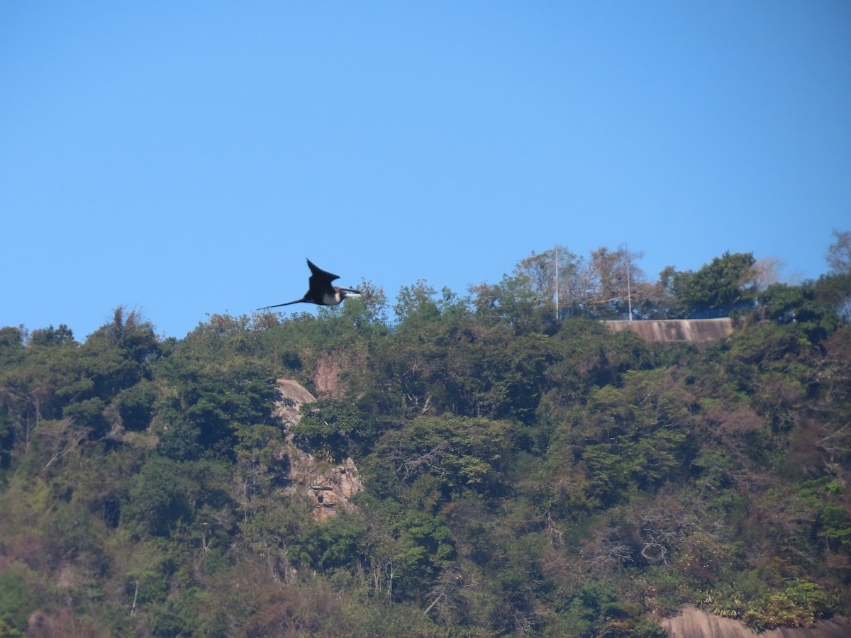 Magnificent Frigatebird - ML643979485