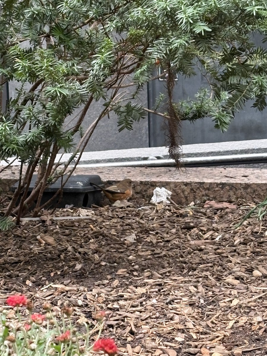 Eastern Towhee - ML643979497