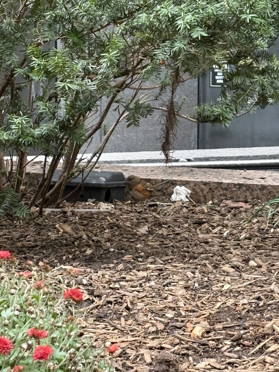 Eastern Towhee - ML643979498