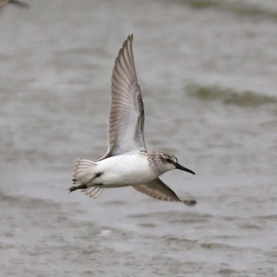 Грязовик - ML643979540