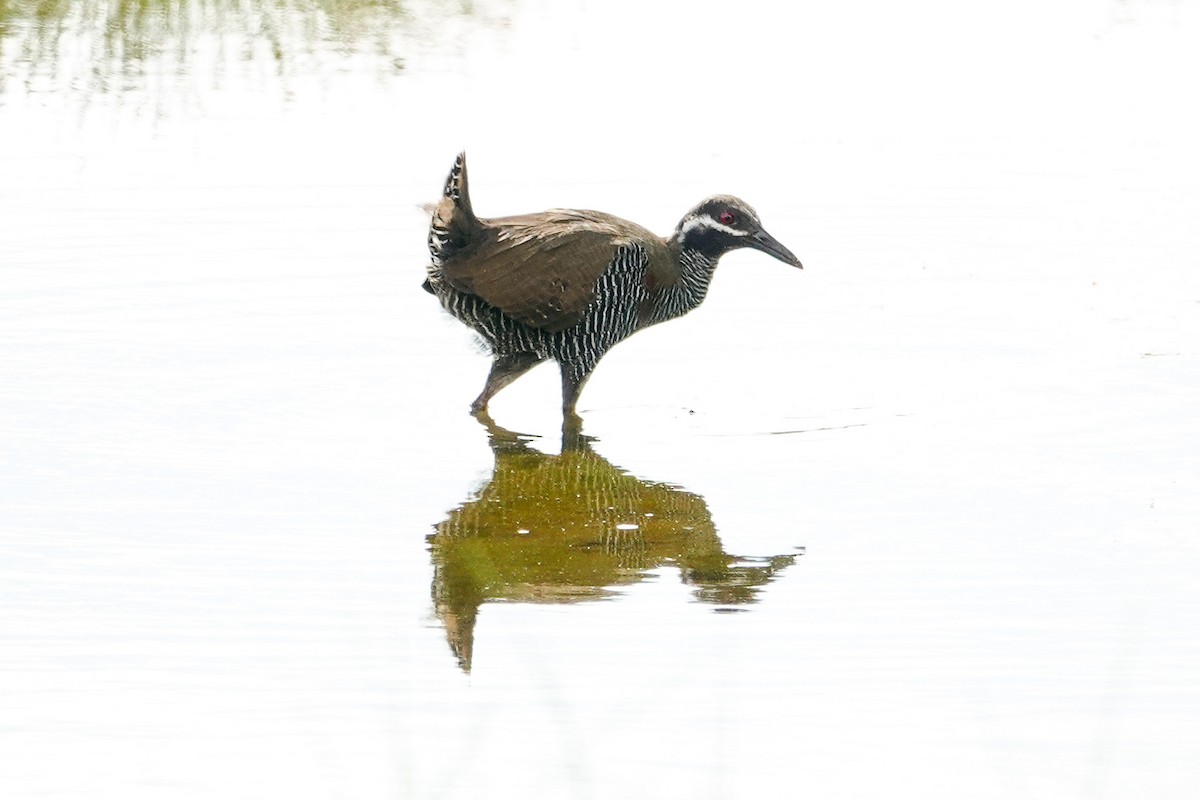 Barred Rail - ML643979544