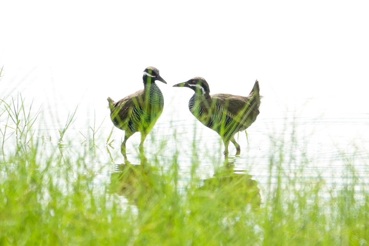 Barred Rail - ML643979548