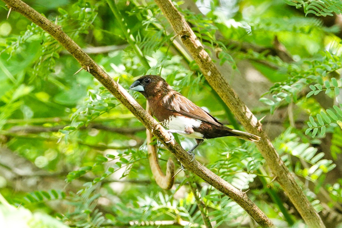 White-bellied Munia - ML643979556