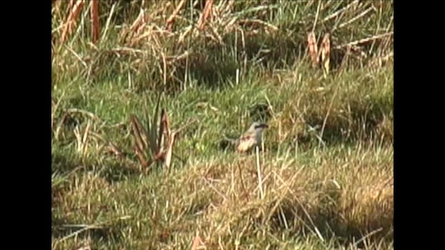 Long-tailed Shrike - ML643979563