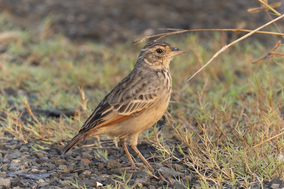 Bengal Bushlark - ML643979605