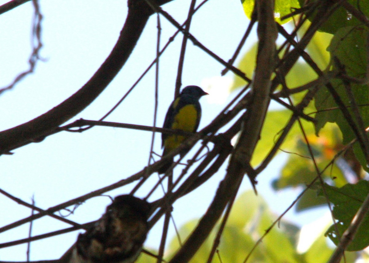 Turquoise Tanager - ML643979614