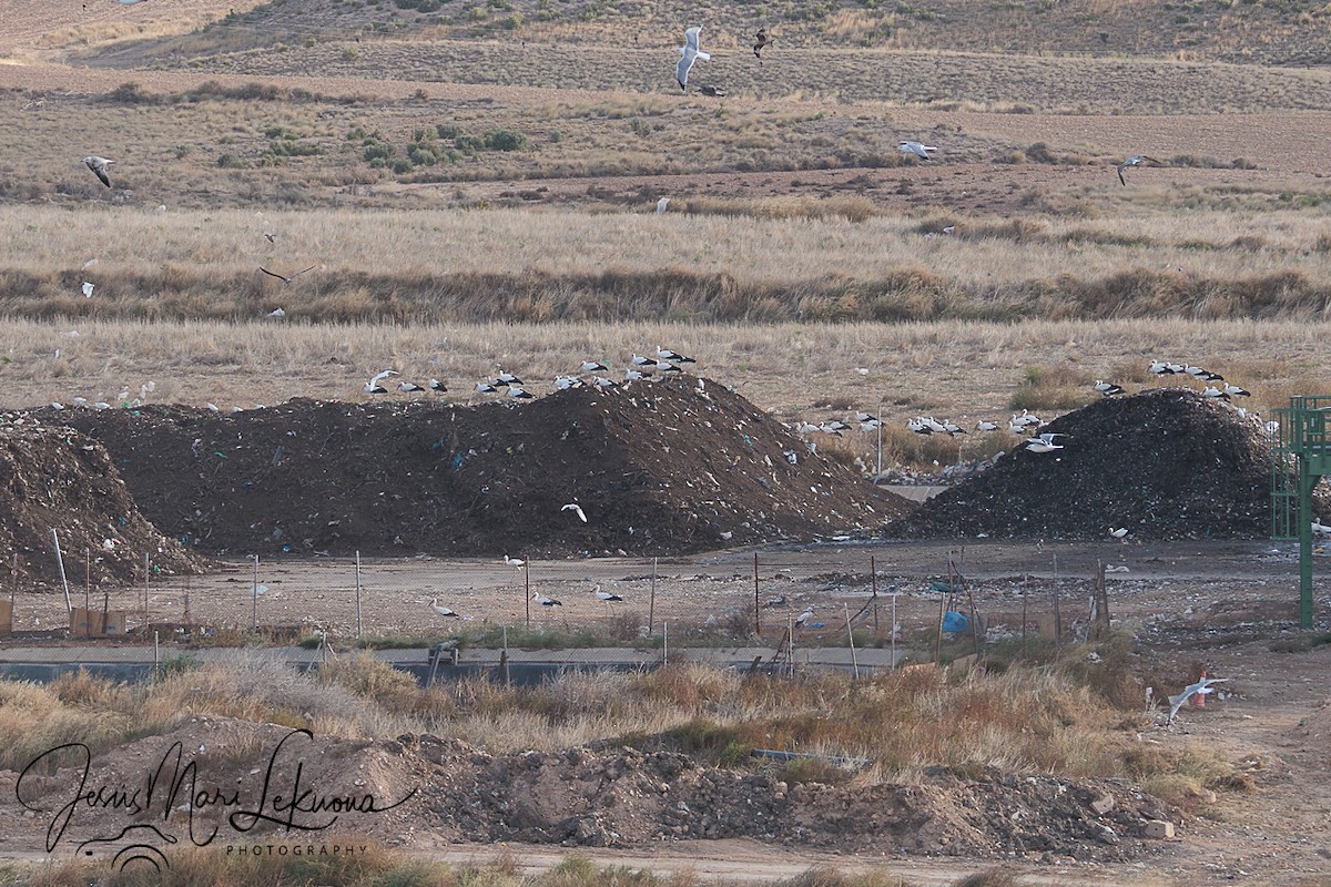 Cigüeña Blanca - ML643979620