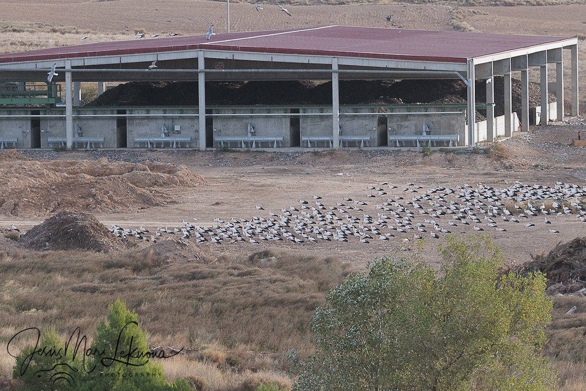 Cigüeña Blanca - ML643979621