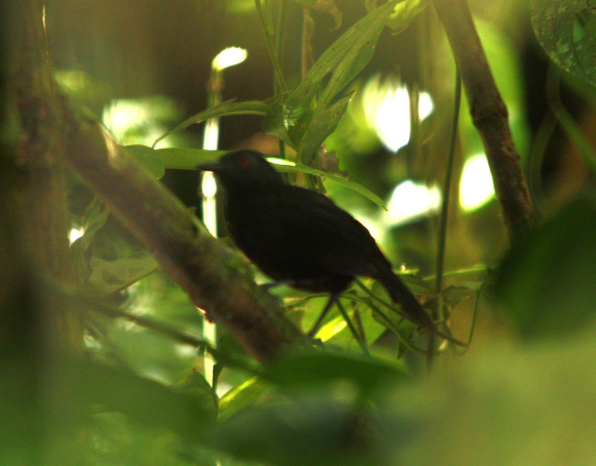 Goeldi's Antbird - ML643979647
