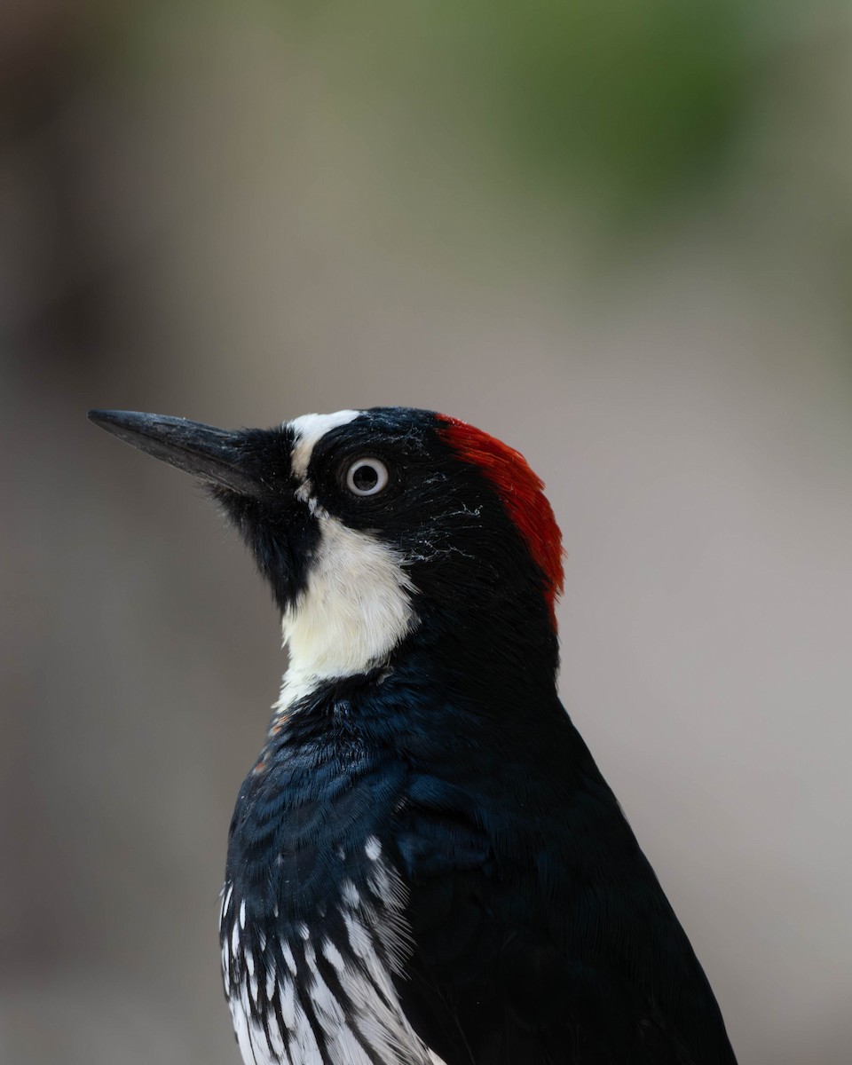 Acorn Woodpecker - ML643979674
