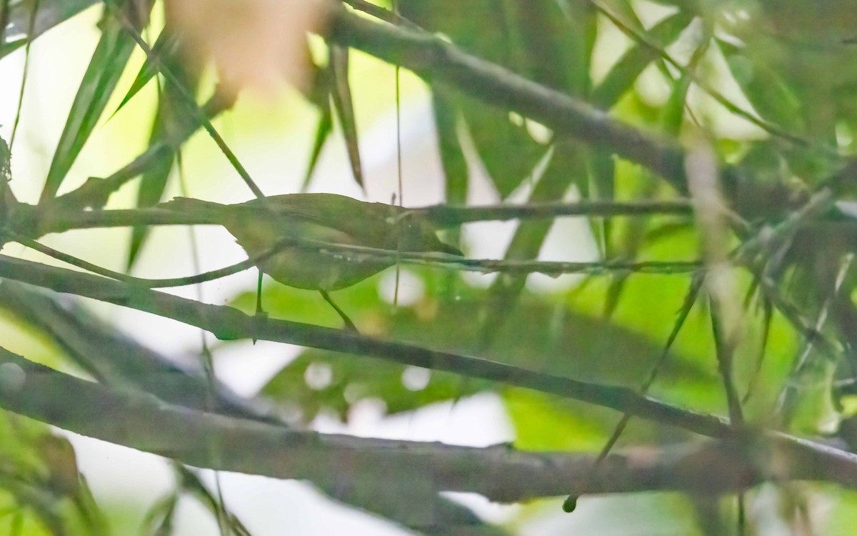 Scale-crested Pygmy-Tyrant - ML643979686