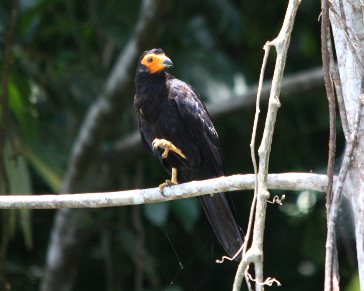 Siyah Karakara - ML643979705