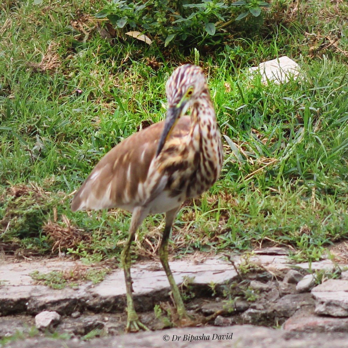 Indian Pond-Heron - ML643979721