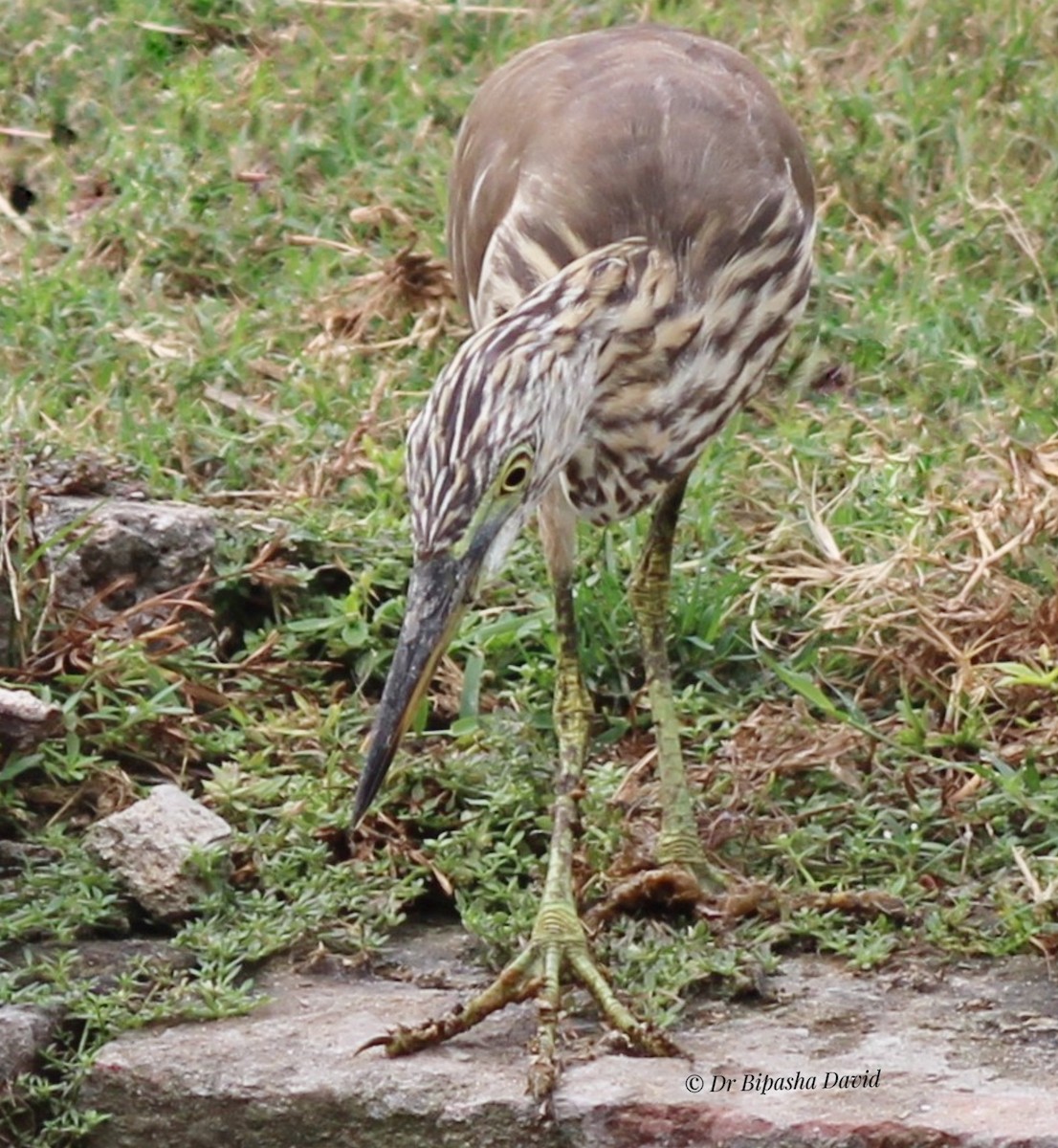 Indian Pond-Heron - ML643979722