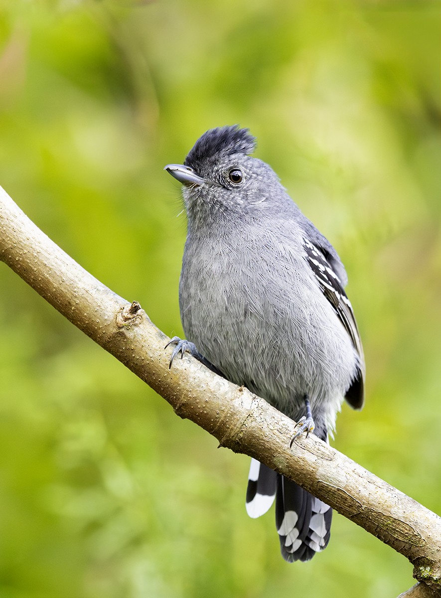 Variable Antshrike - ML643979754