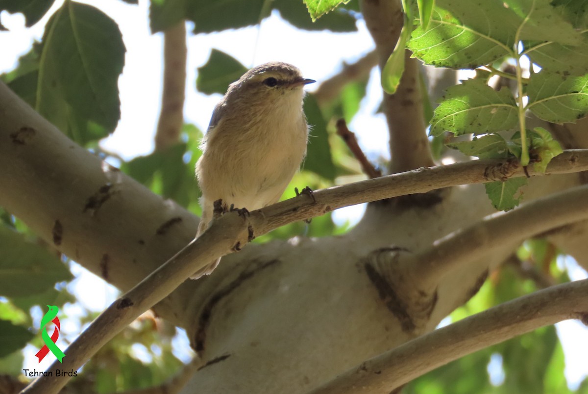 Plain Leaf Warbler - ML643979767