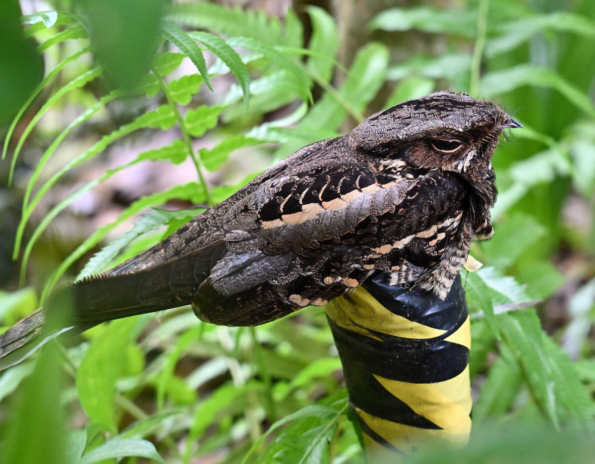 Large-tailed Nightjar - ML643979821
