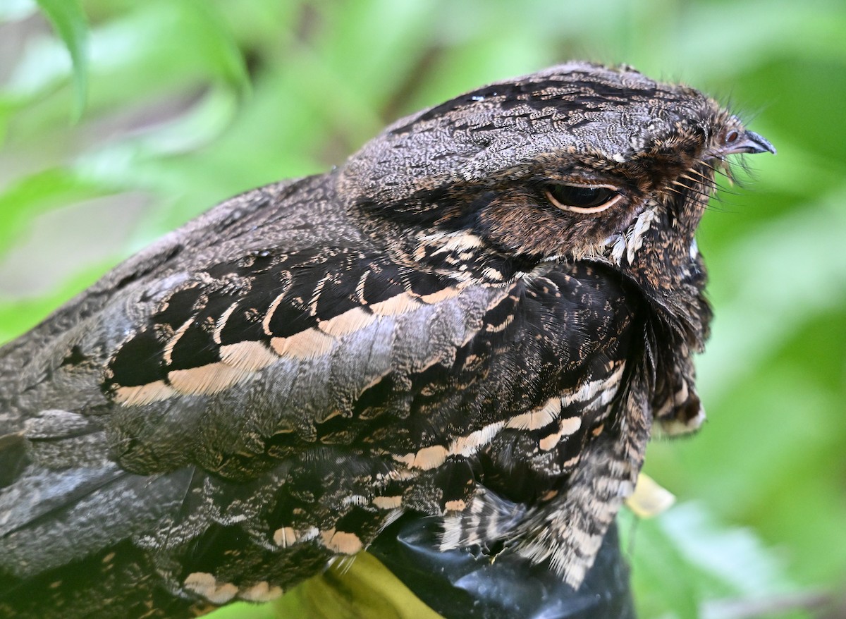 Large-tailed Nightjar - ML643979822