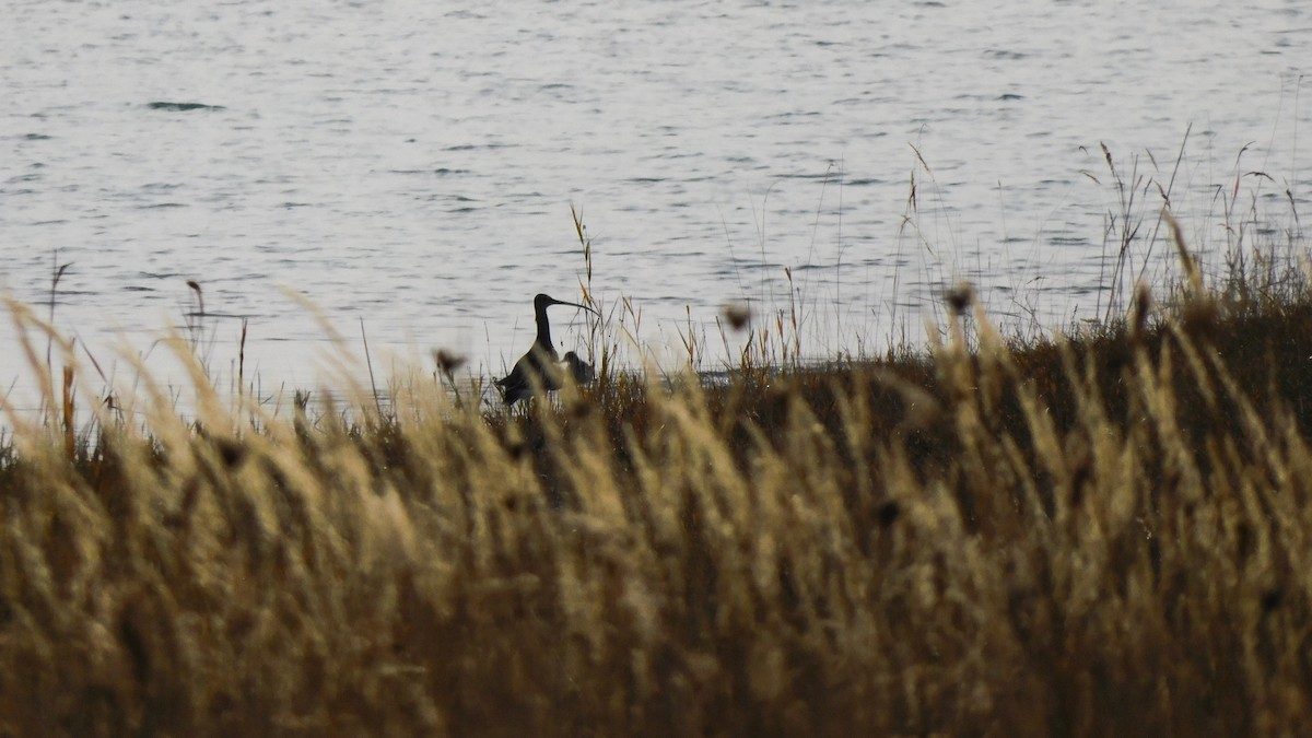 大杓鷸 - ML643979823