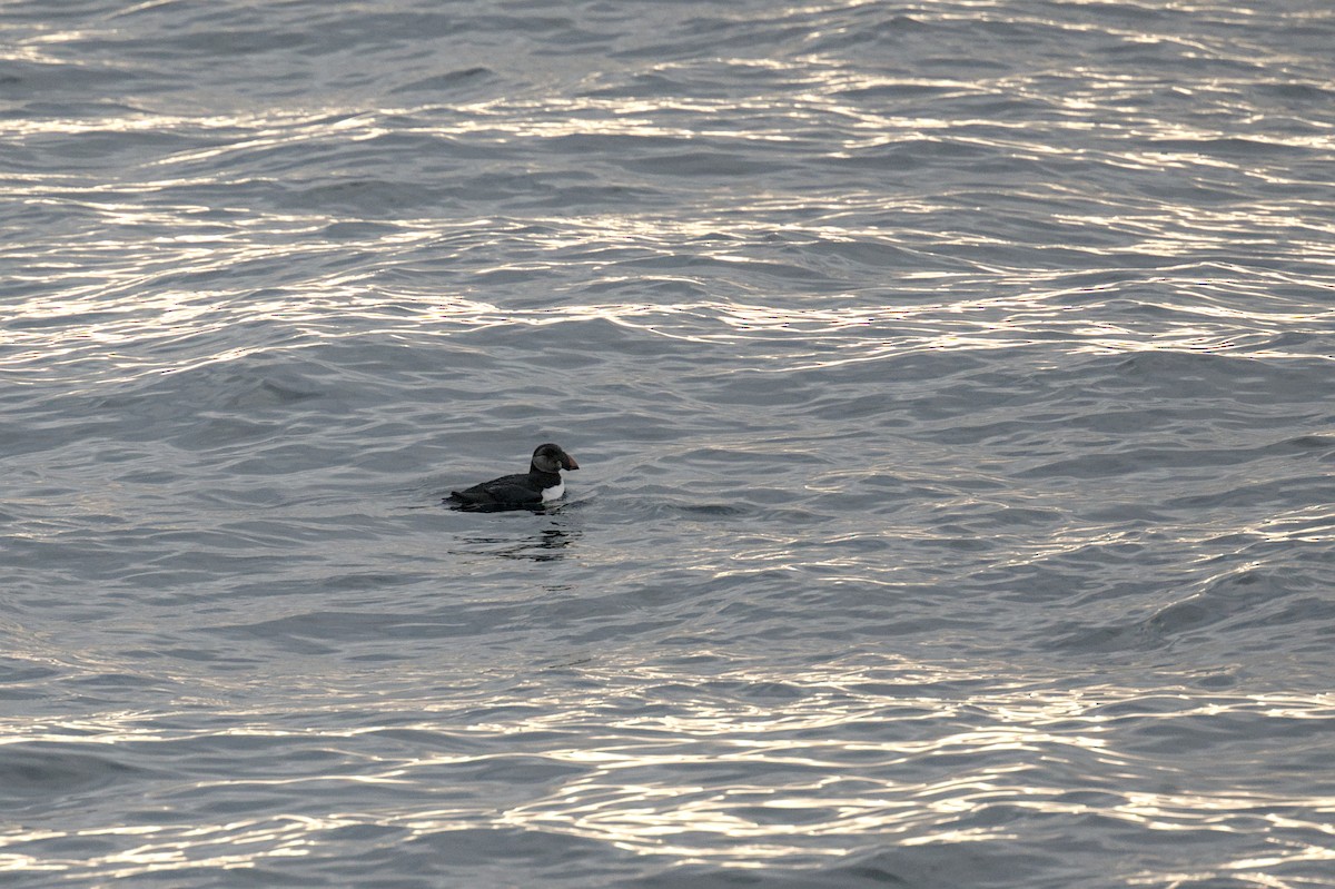 Atlantic Puffin - ML643979854