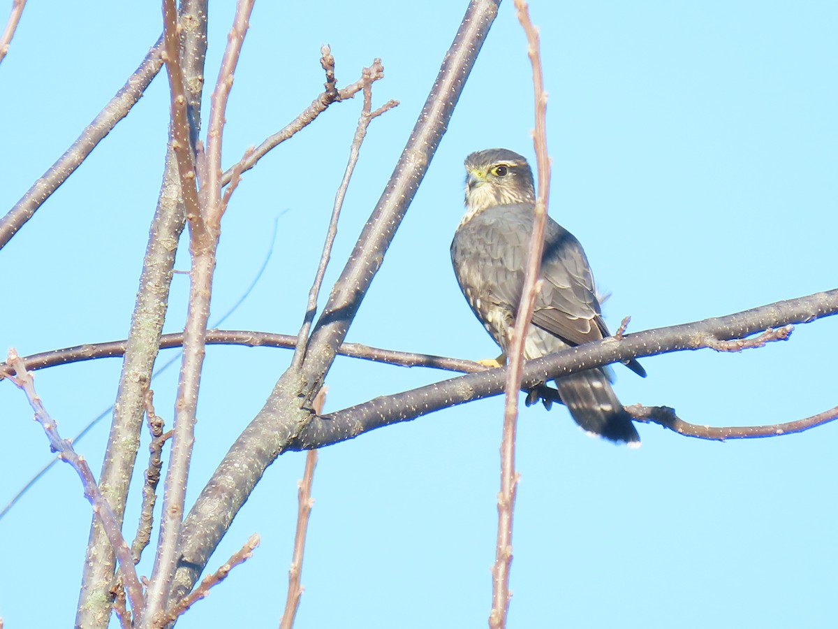 Merlin - ML643979889