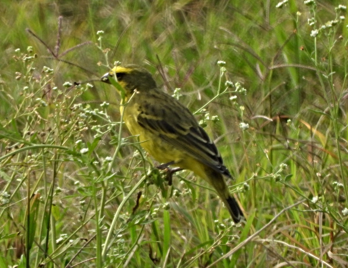 Brimstone Canary - ML643979892