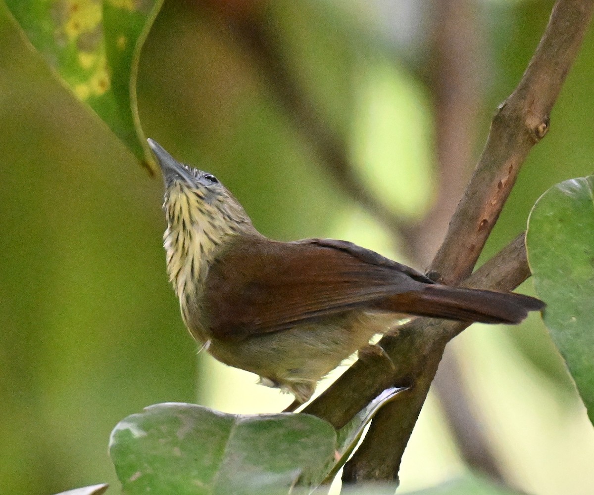 Pin-striped Tit-Babbler - ML643979915