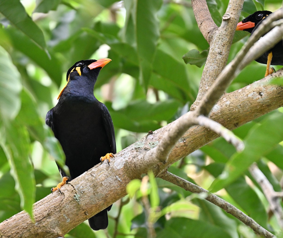 キュウカンチョウ - ML643979926