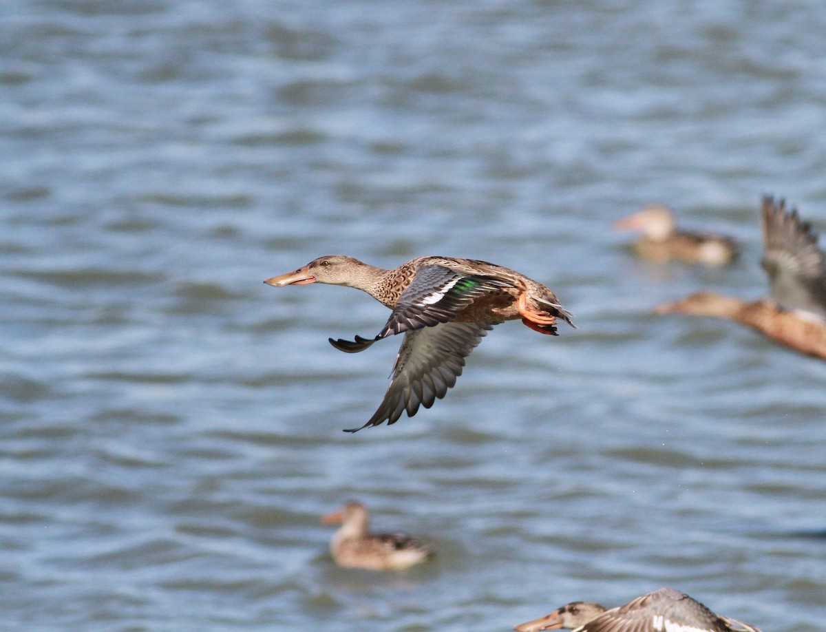 Northern Shoveler - ML643979932