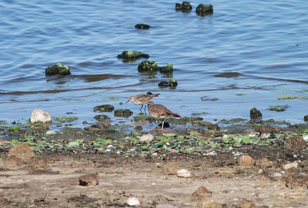 White-rumped Sandpiper - ML643979934