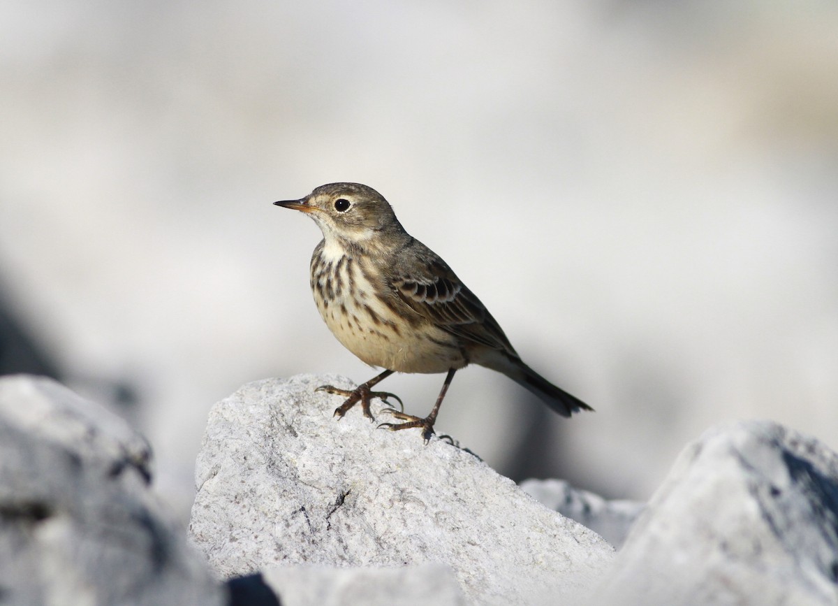 American Pipit - ML643979935