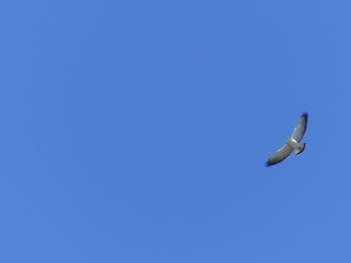 Variable Hawk - ML643979944