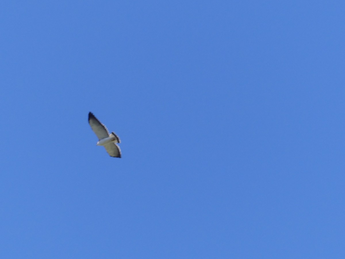 Variable Hawk - ML643979945