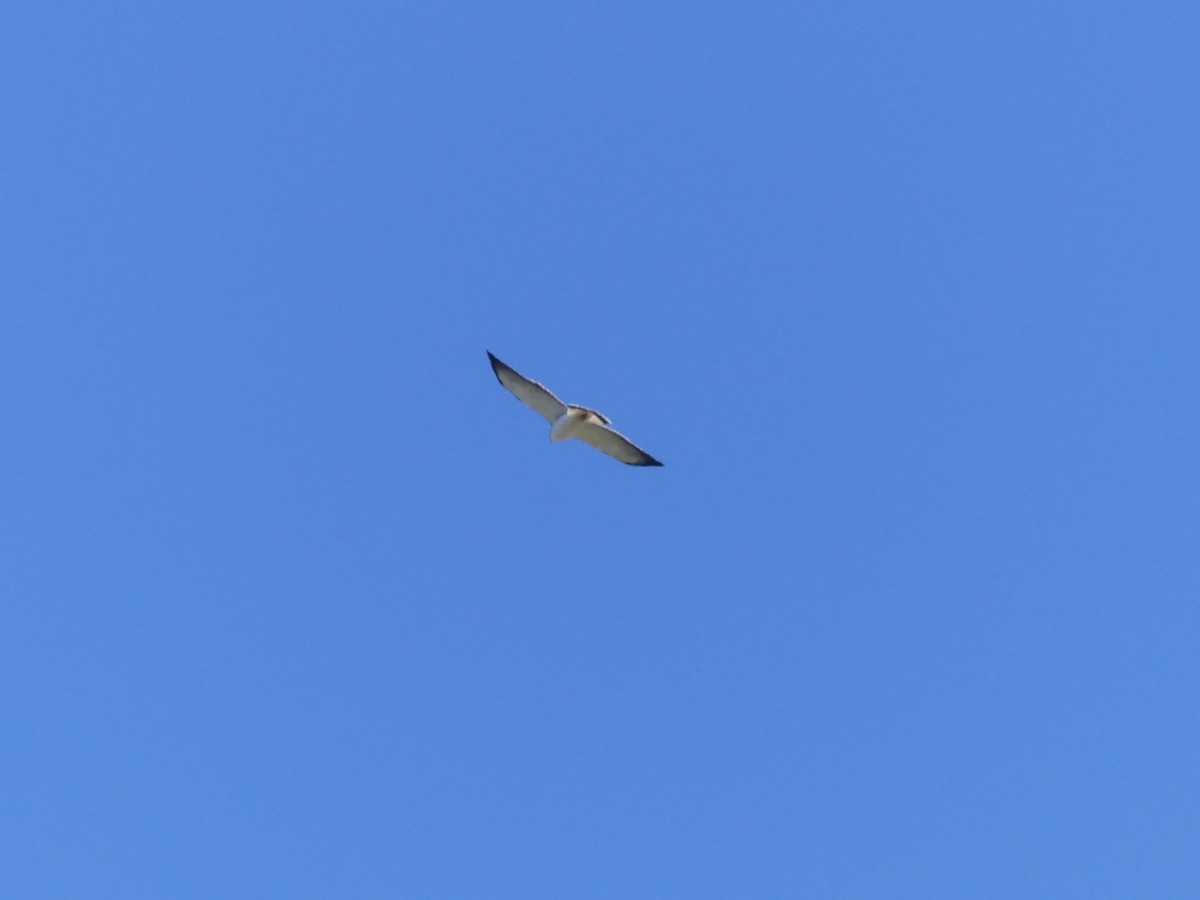 Variable Hawk - ML643979946