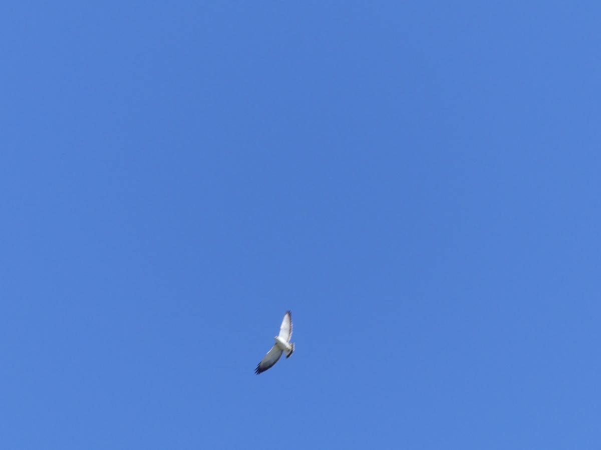 Variable Hawk - ML643979947