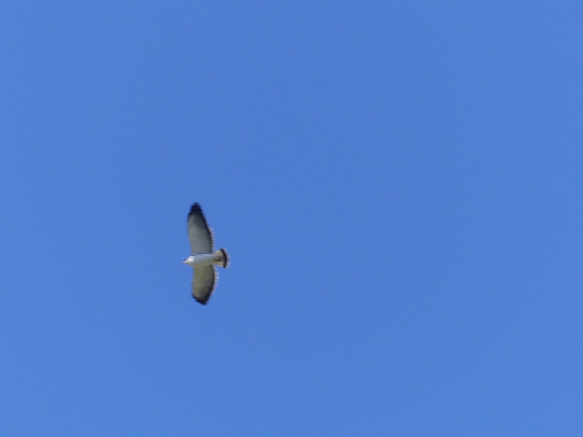 Variable Hawk - ML643979948