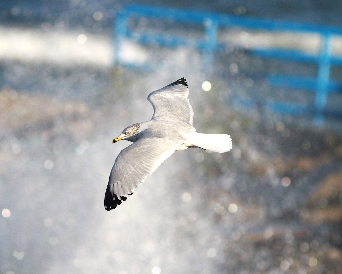Ring-billed Gull - ML643979951