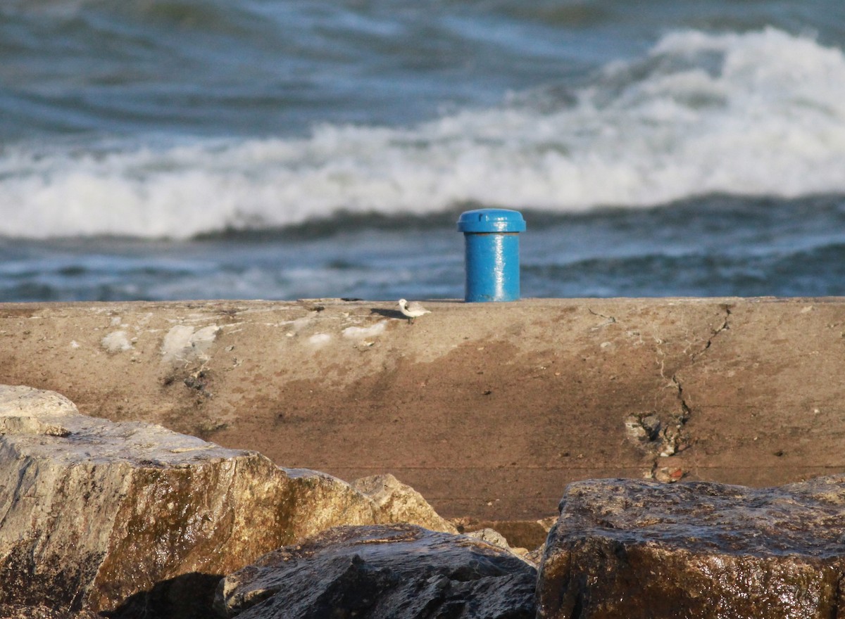 Sanderling - ML643979955