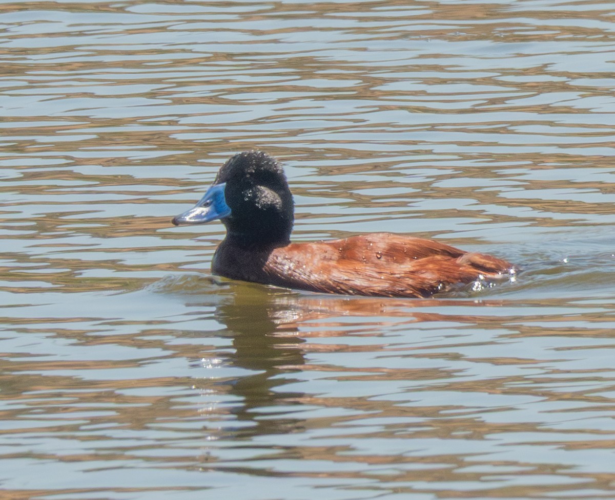 Lake Duck - ML643979960