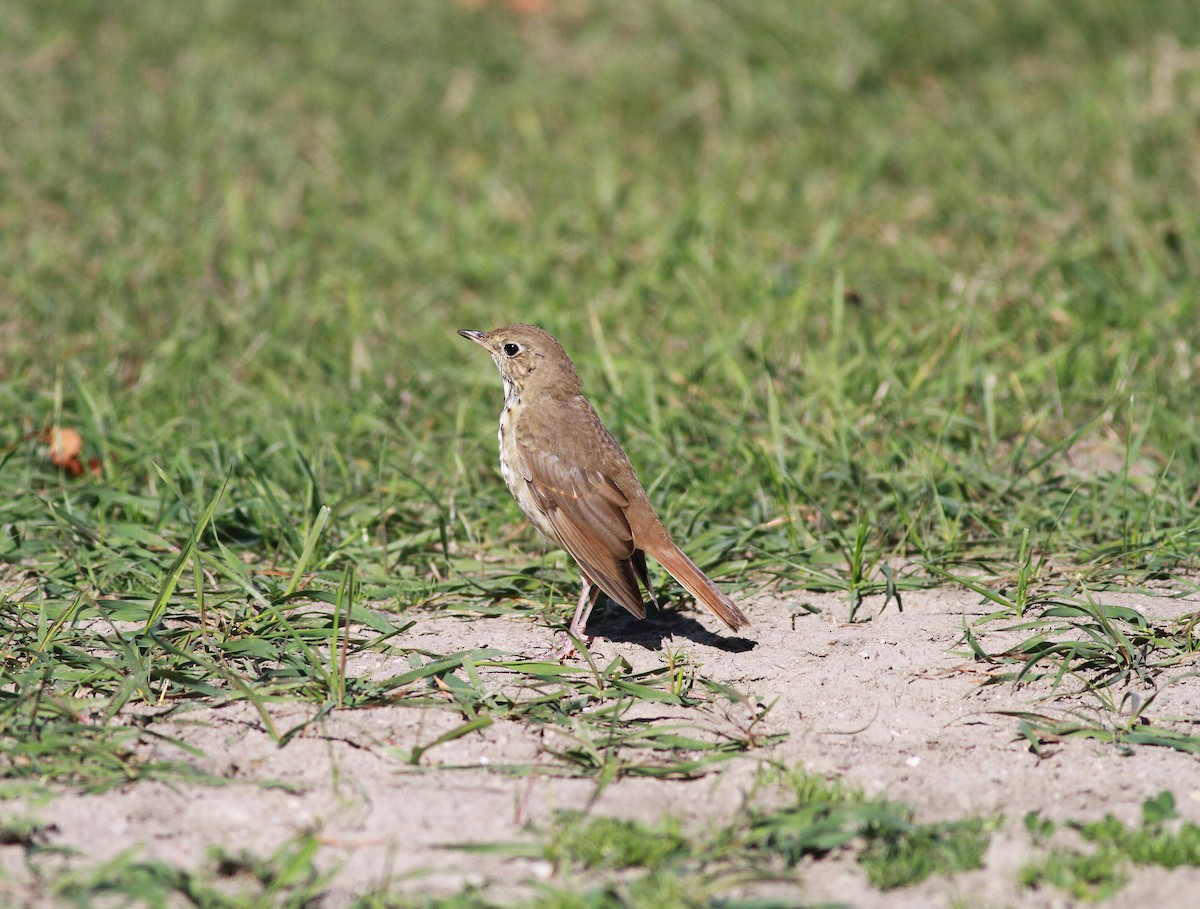Hermit Thrush - ML643979965