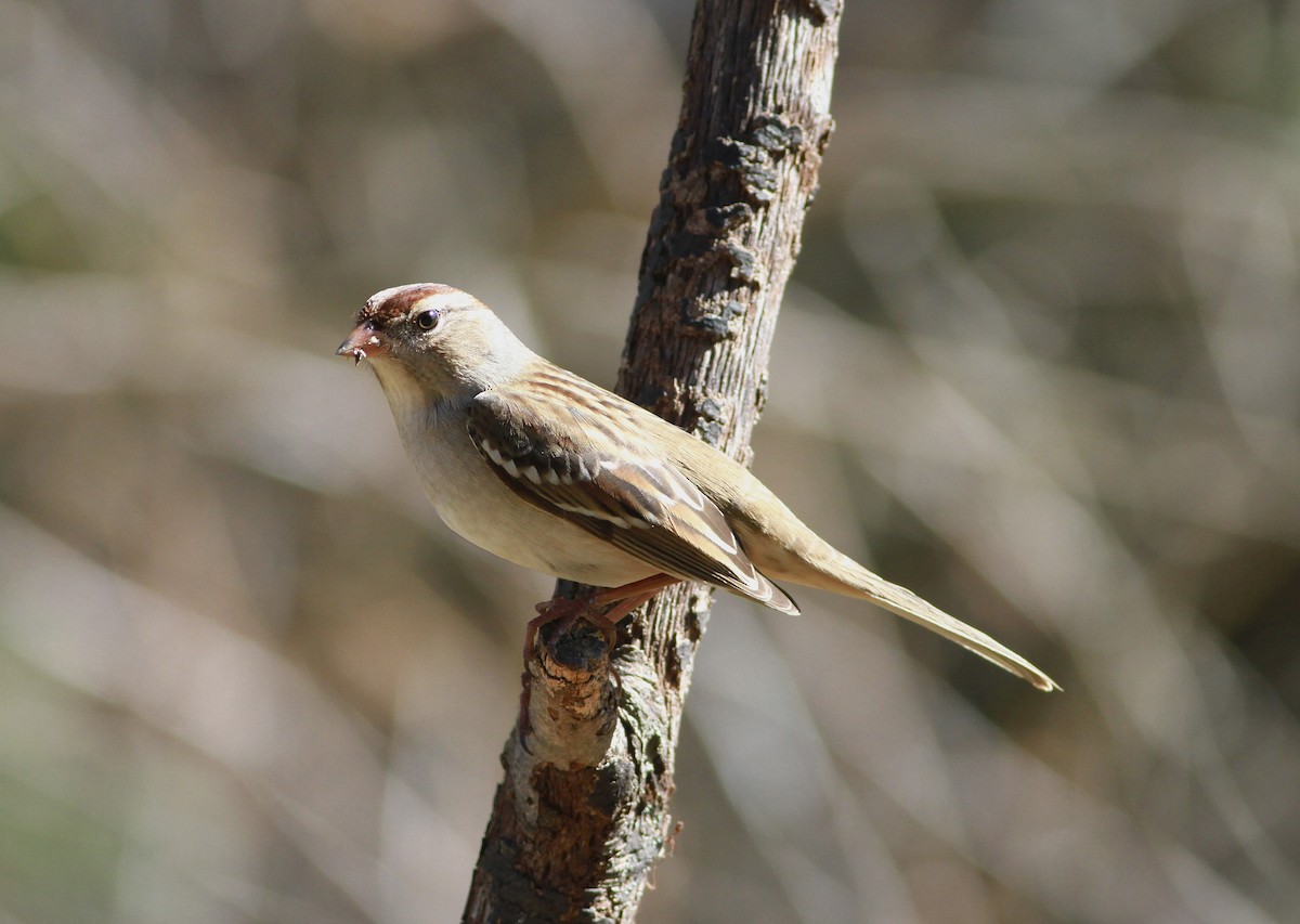 White-crowned Sparrow - ML643979970
