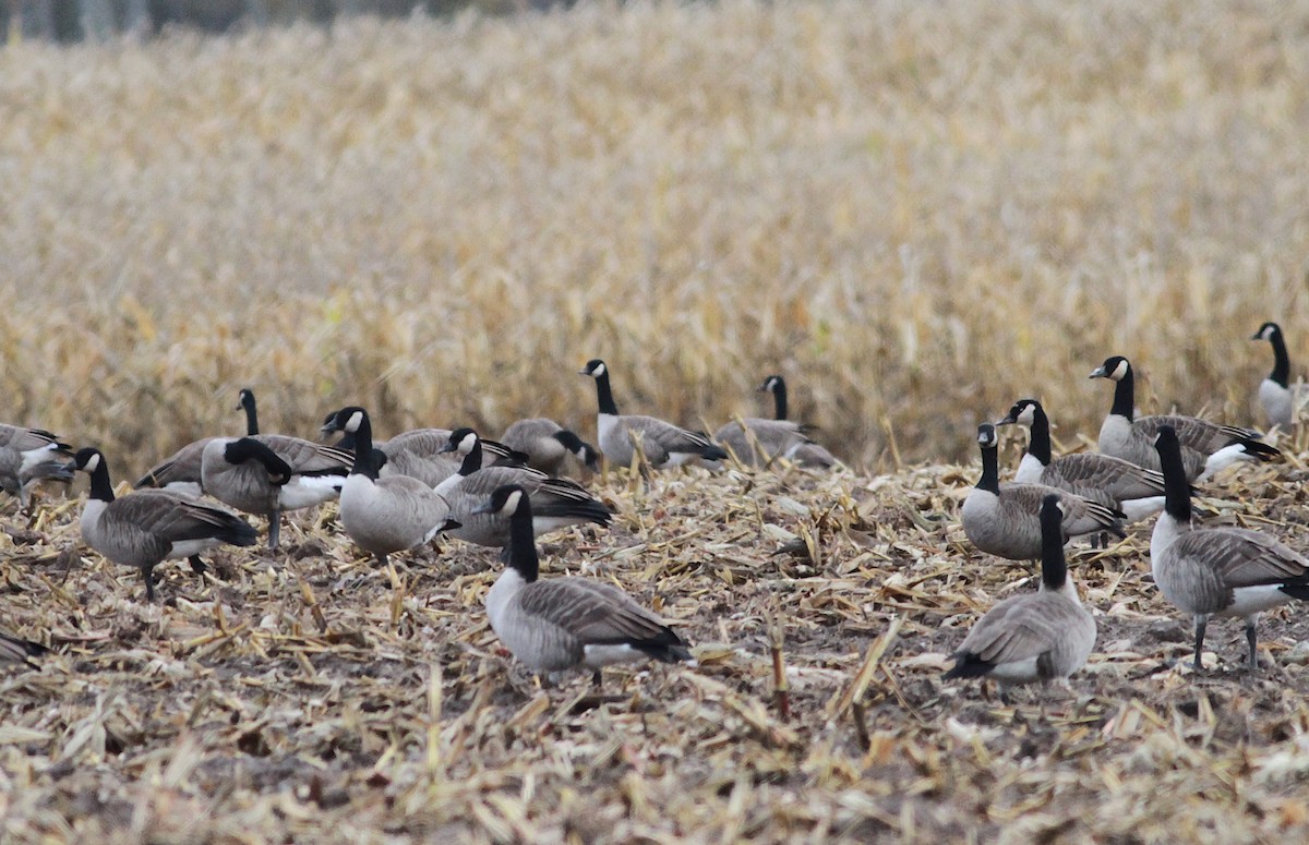 Cackling Goose - ML643979975