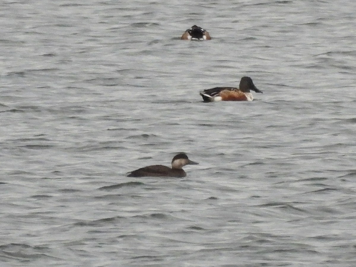 Common Scoter - ML643979978