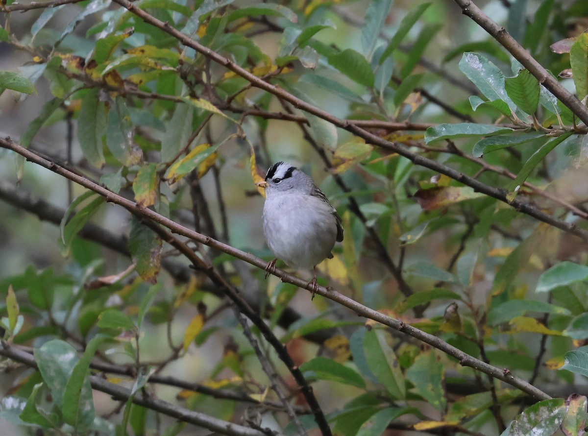 White-crowned Sparrow - ML643980006